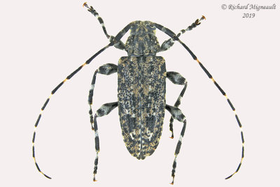 Longhorned Beetle - Astyleiopus variegatus m19 