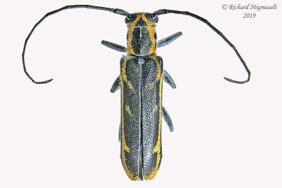 Longhorned Beetle - Saperda imitans m19 