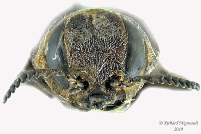 Metallic Wood-Boring beetle - Agrilus sp2 3 m19 