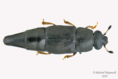 Sap-feeding Beetle - Conotelus obscurus 1 m19 