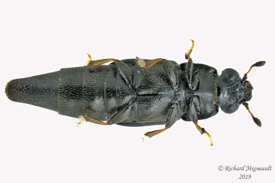Sap-feeding Beetle - Conotelus obscurus2  m19 