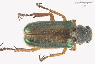 Scarab Beetle - Dichelonyx albicollis 1 m19 1