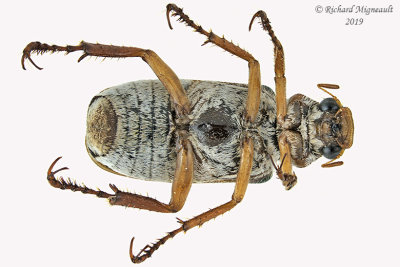 Scarab Beetle - Dichelonyx albicollis 2 m19 
