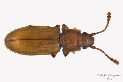 Silvanid Flat Bark Beetle - Ahasverus longulus 1 m19 