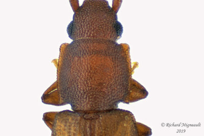 Silvanid Flat Bark Beetle - Ahasverus longulus 2 m19 