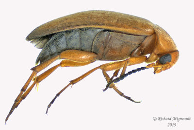 Tumbling flower beetle - Anaspis rufa 1m19 