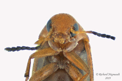 Tumbling flower beetle - Anaspis rufa 2 m19 