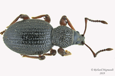Weevil beetle - Otiorhynchus ovatus 1 m19 