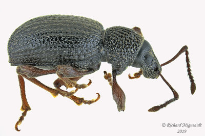 Weevil beetle - Otiorhynchus ovatus 2 m19 