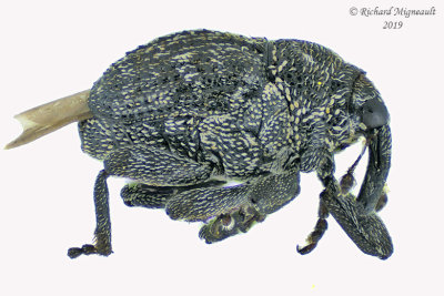 Weevil Beetle - Tribe Cnemogonini 2 m19 