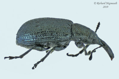 Weevil beetle - Temnocerus sp1 1  m19 