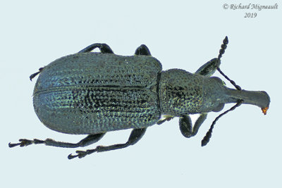 Weevil beetle - Temnocerus sp1 2  m19 