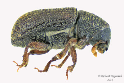 Weevil beetle- Hylastinus obscurus 1 m19 
