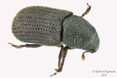 Weevil beetle- Hylastinus obscurus 2 m19 