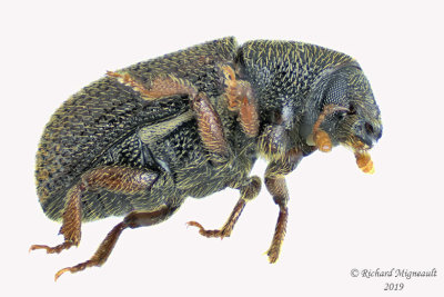 Weevil beetle- Hylastinus obscurus 3 m19 