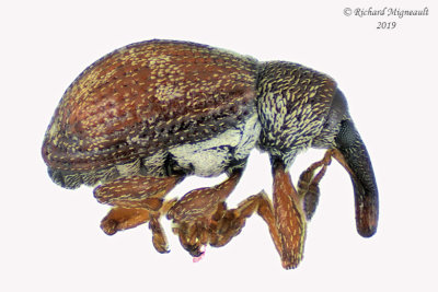 Weevil beetle - Anthonomus rutilus  1 m19 