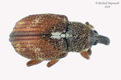 Weevil beetle - Anthonomus rutilus  2 m19 