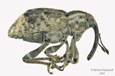 Weevil beetle - Grypus equiseti  1 m19 