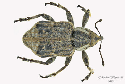 Weevil beetle - Grypus equiseti  2 m19 