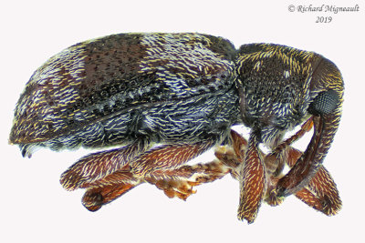 Weevil beetle - Proctorus decipiens  1 m19 