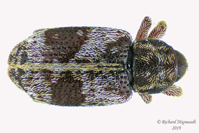 Weevil beetle - Proctorus decipiens  2 m19 