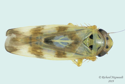 Leafhopper - Macrosteles parvidens 1 m19 