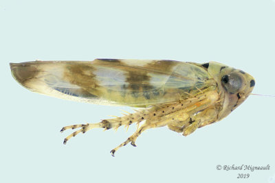 Leafhopper - Macrosteles parvidens 2 m19
