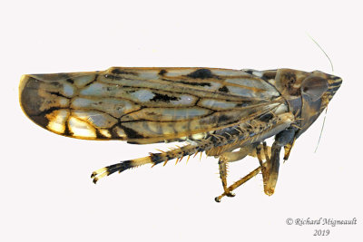 Leafhopper - Scaphoideus sp4 1 m19 