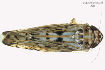 Leafhopper - Scaphoideus sp4 2 m19 