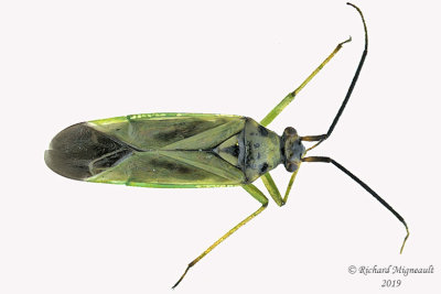 Plant Bug - Ilnacora malina m19