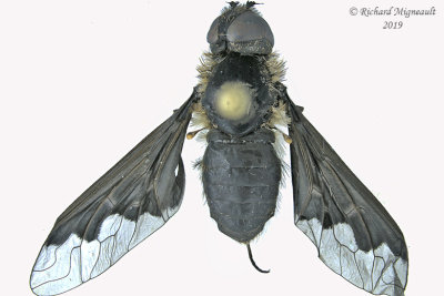 Bee Fly - Anthrax georgicus 1 m19 