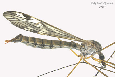 Large crane fly - Tipula sp6 m19 1