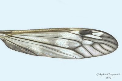 Large crane fly - Tipula sp6 m19 3 
