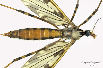 Limoniid Crane Fly - Limonia cinctipes 3 m19 