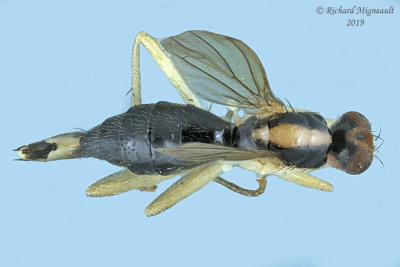 Dung Fly - Cordilura sp2 2 m19