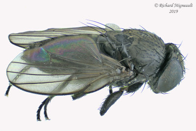 Freeloader Fly Pholeomyia sp1 1 m19 