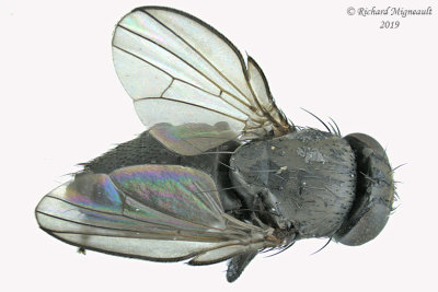 Freeloader Fly Pholeomyia sp1 2 m19