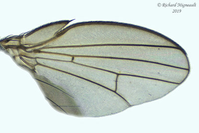 Freeloader Fly Pholeomyia sp1 3 m19 