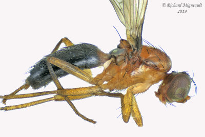 Opomyzidae - Geomyza sp1 1 m19 