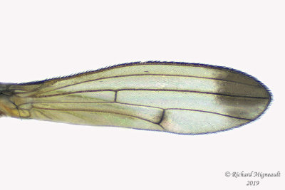 Opomyzidae - Geomyza sp1 2 m19