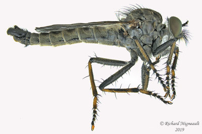 Robber Flies