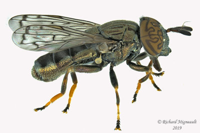 Syrphid Fly - Orthonevra nitida 1 m19
