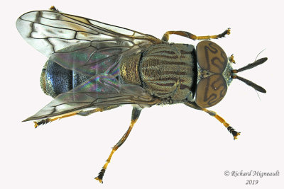 Syrphid Fly - Orthonevra nitida 2 m19 