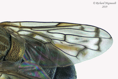 Syrphid Fly - Orthonevra nitida 4 m19