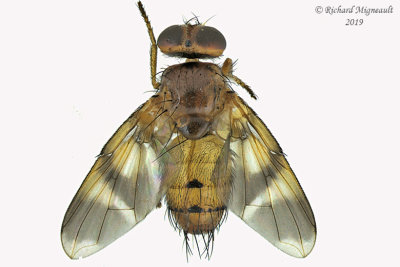 Tachinidae - Oestrophasia signifera 1 m19 