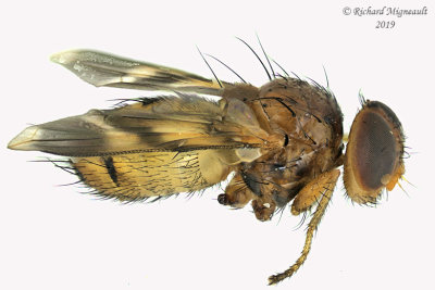 Tachinidae - Oestrophasia signifera 2 m19