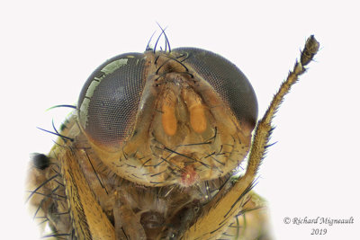 Tachinidae - Oestrophasia signifera 3 m19