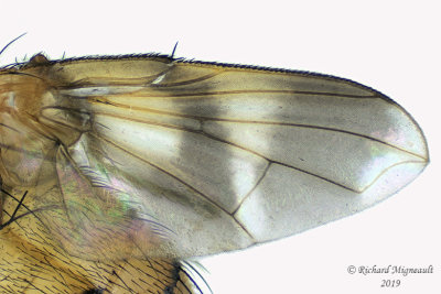 Tachinidae - Oestrophasia signifera 4 m19 
