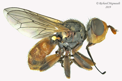 Thick-headed Fly - Zodion sp3 1 m19