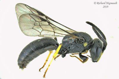 Masked Bee - Hylaeus sp3 2 m19 